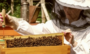 Niezbędnik młodego pszczelarza – sprzęt pasieczny