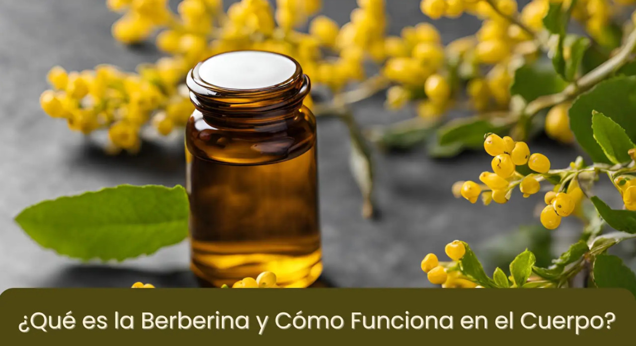 ¿Qué es la Berberina y Cómo Funciona en el Cuerpo?