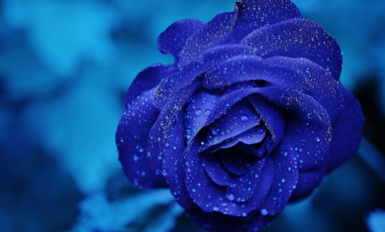 olejek różany Vis Plantis